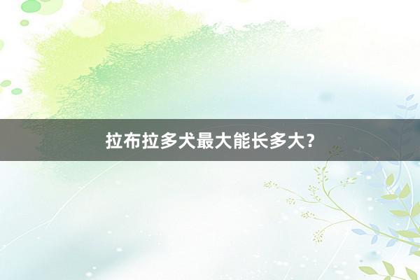 拉布拉多犬最大能长多大?